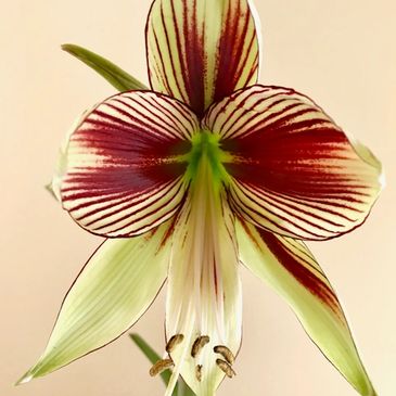 Amaryllis flower