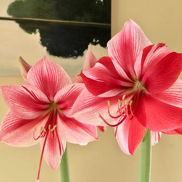 Amaryllis flower