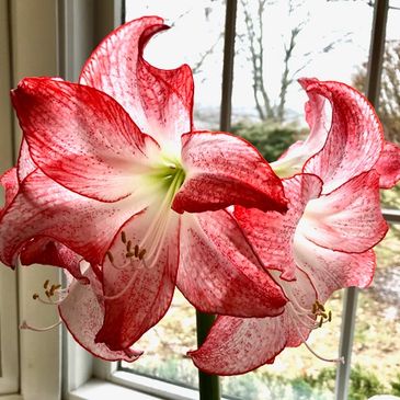 Amaryllis