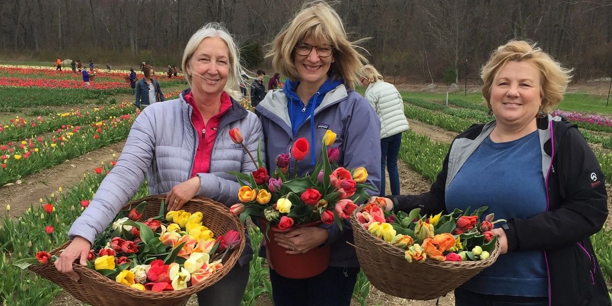 Tulip farm field trip