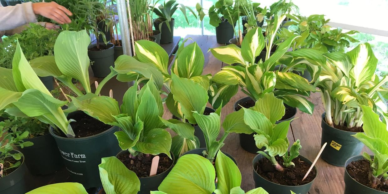 Hostas for May Market plant sale
