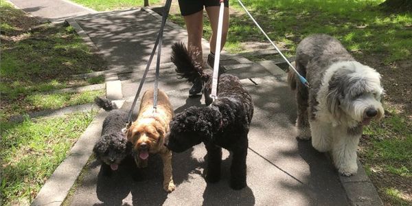 dog walker South Yarra,group walks,best dog parks,leash free,city of stonnington