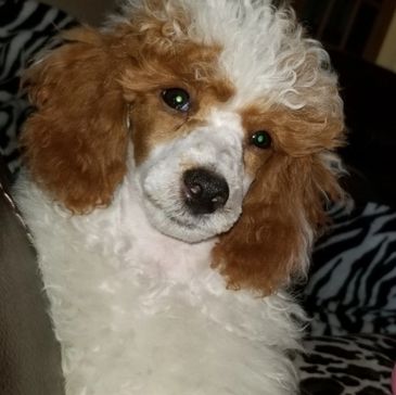 Red parti poodle