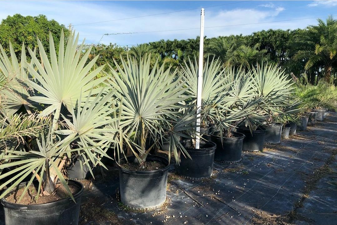 Bismarck Palm Tree – Bismarckia nobilis
Common Name: Bismarck Palm, 
Bismark Palm
Cold Hardiness: US