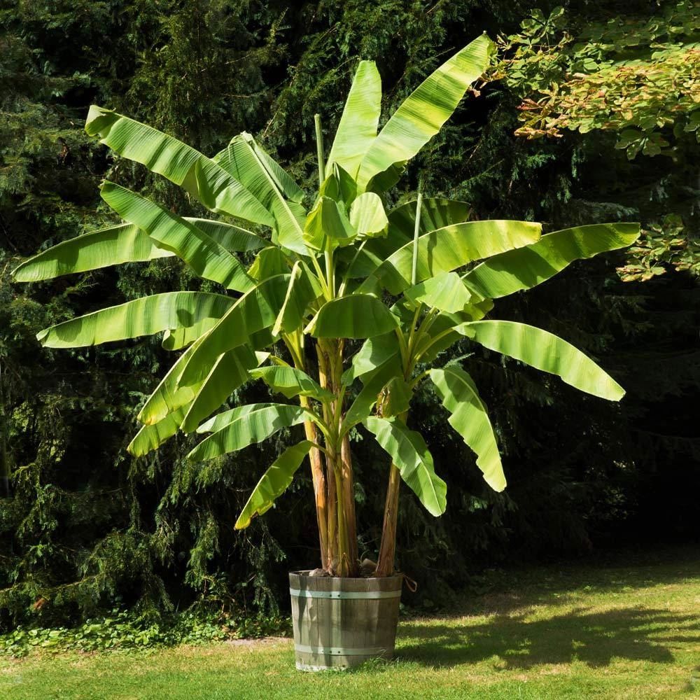 Banana Palm Tree – Musa
Common Name: Banana Palm, Banana Tree, Plantain Tree, Plantain Palm
Cold Har