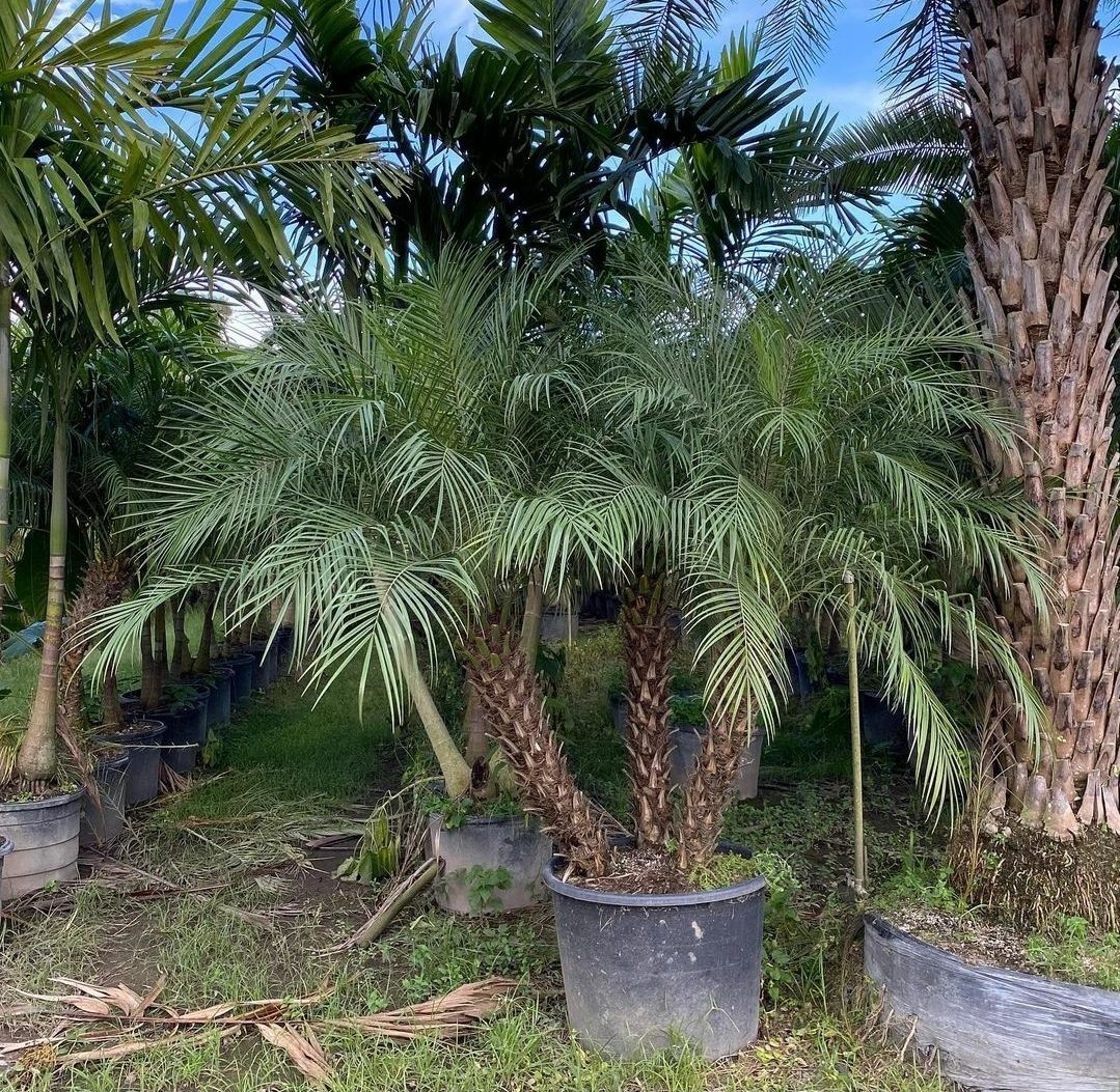 Pygmy Date Palm – Phoenix roebelenii
Common Name: Pygmy Date Palm, Robellini Palm, Miniature Da
