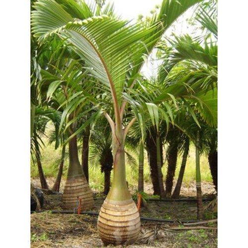 Bottle Palm Tree – Hyophorbe lagenicaulis
Common Name: Bottle Palm 
Cold Hardiness: USDA Zones 10a –