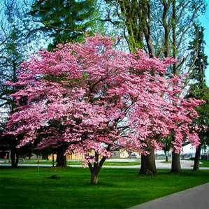 Cornus florida 'Rubra',Pink Dogwood | Tree Plugs R Us