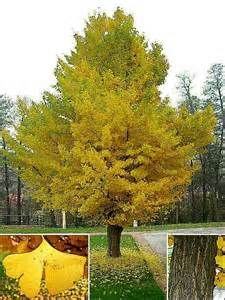 Tree Spotlight: Ginkgo biloba - Canopy : Canopy