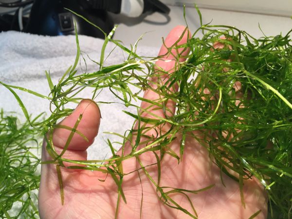 Guppy Grass (Naja Grass)
