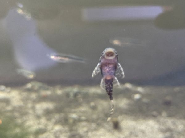 Bristlenose Pleco