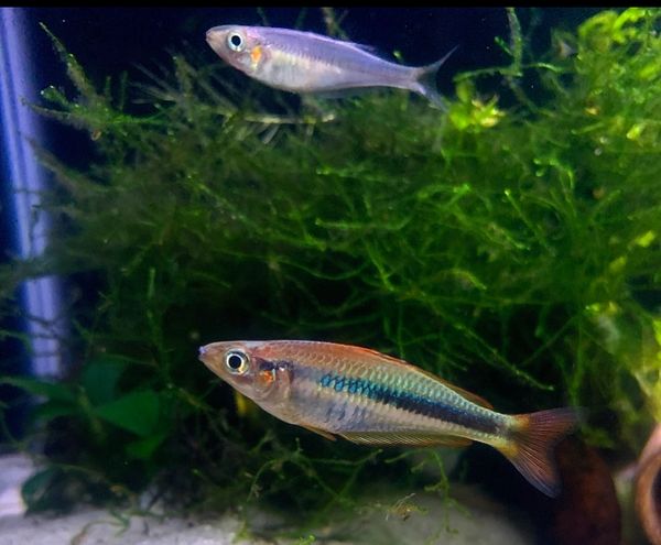 Chilatherina Alleni Wapoga Rainbowfish