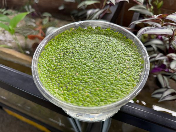 Duckweed