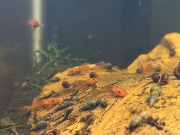 Calico Bristlenose Pleco with Longfin Gene Potential