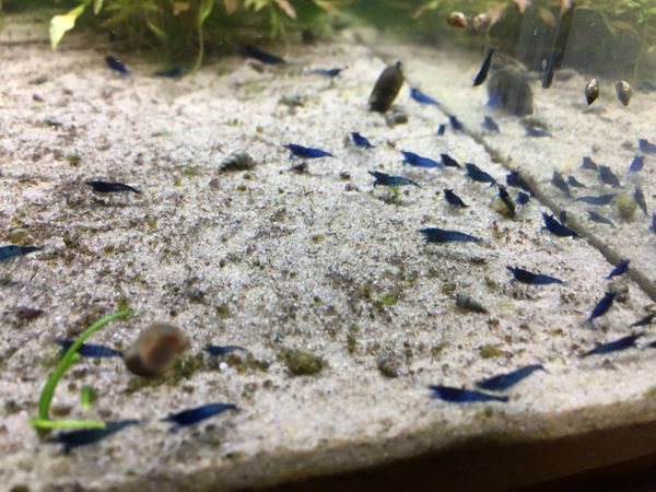 Blue Dream Straightest-Line-in-the-World Freshwater Neocaridina Shrimp