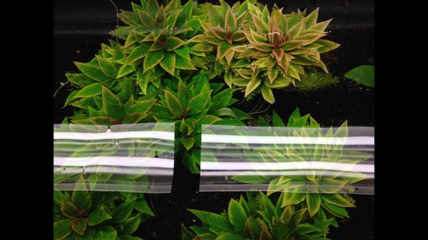 Hygrophila Compacta Big Stem Trim