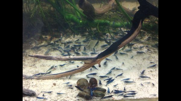 Blue Dream B-Team (but still Supreme) Neocaridina Freshwater Shrimp