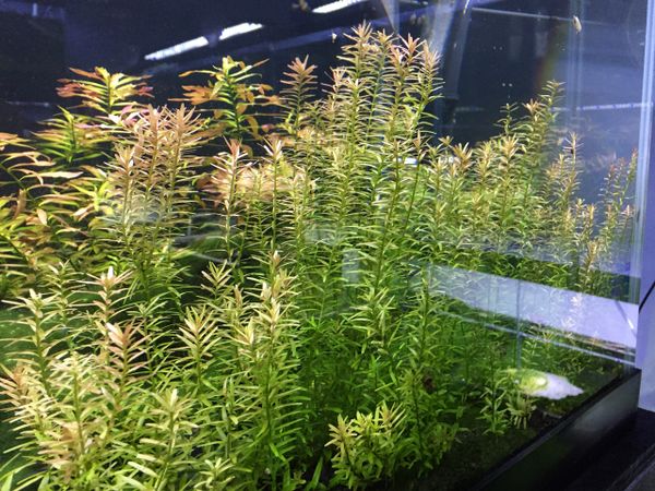 Rotala Colorata