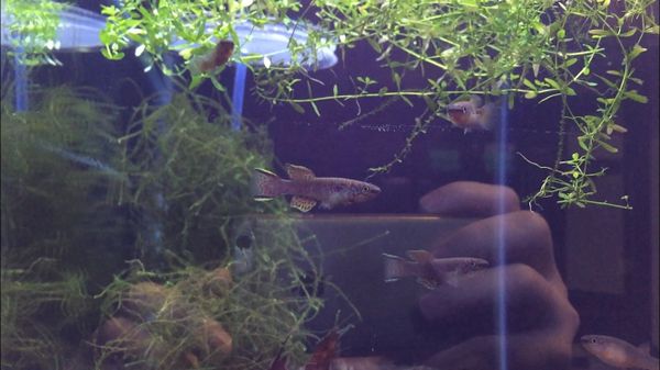 N'Sukka Gardneri Killifish Pair