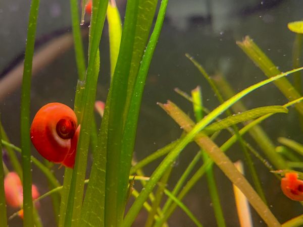 10 Ramshorn Snails