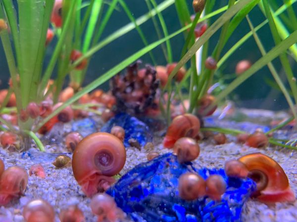 Buy 10 Ramshorn Snails for Sale Rams Horn