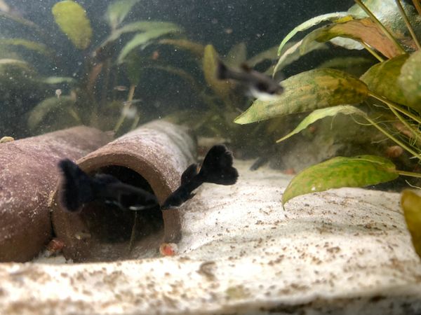 Dumbo Ear Black Moscow Guppy Pair