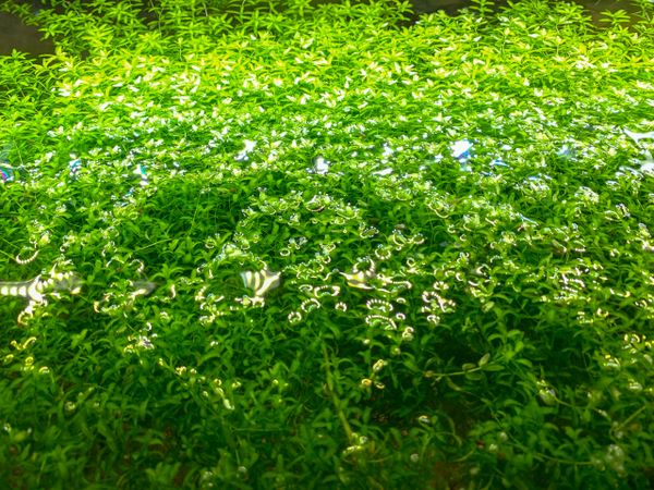 Guppy Grass  5 Live Floating Aquarium Plant Stems - Free Shipping - Yahoo  Shopping