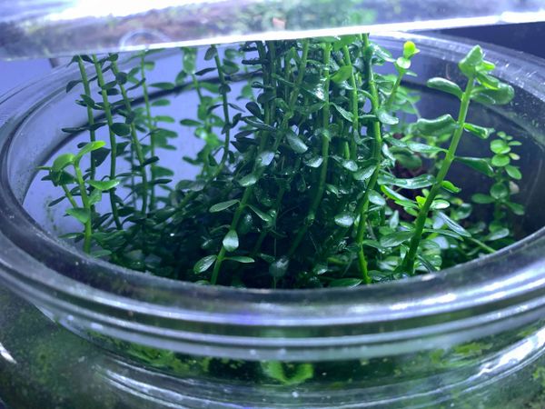 Bacopa Monnieri Grown emerged