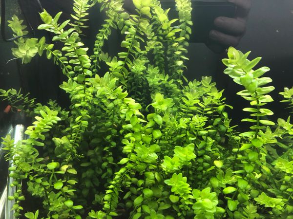 Bacopa caroliniana 'Yellow flame' (GOLDFISH PROOF!) – DustinsFishtanks