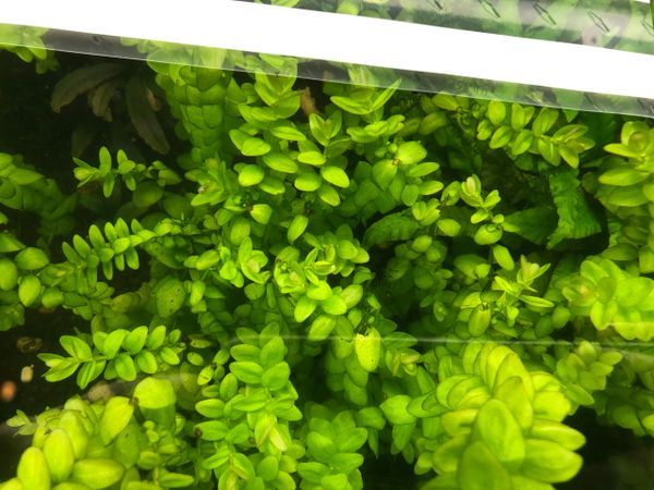 Bacopa caroliniana 'Yellow flame' (GOLDFISH PROOF!) – DustinsFishtanks