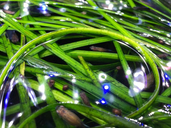 Tiger Vallisneria Italian Aquarium Plant