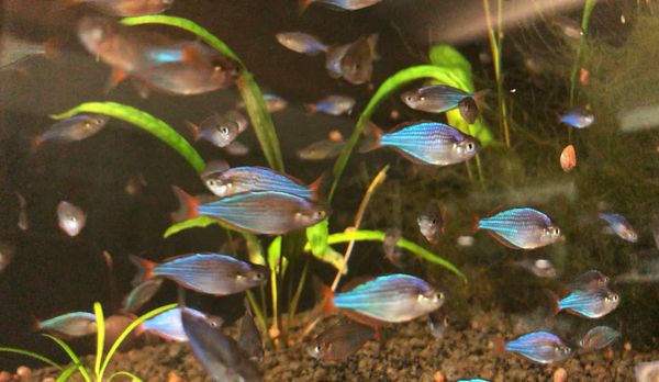 Dwarf Neon Rainbowfish Melanotaenia Praecox