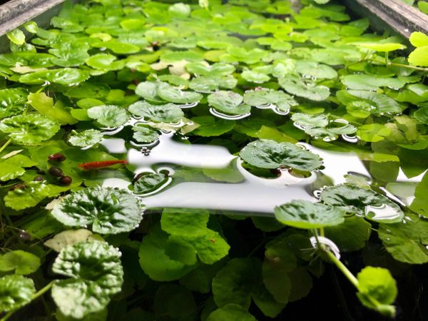 Brazilian Pennywort Hydrocotyle Leucocephala