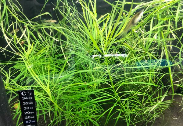 Guppy Grass  5 Live Floating Aquarium Plant Stems - Free Shipping - Yahoo  Shopping