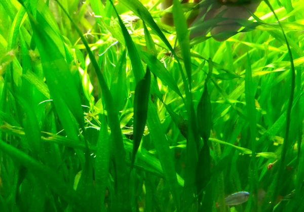 Corkscrew Vallisneria Can Get Red