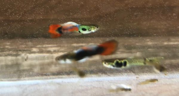 Rare Mix Pond Male Guppy Endler