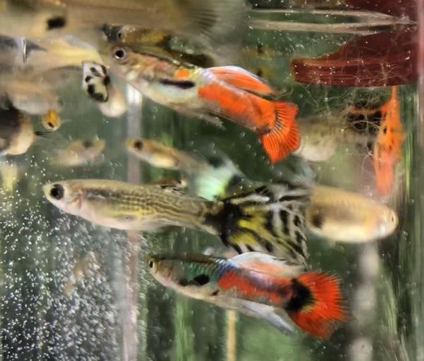 Rare Mix Random Pond Endler Guppy Pair