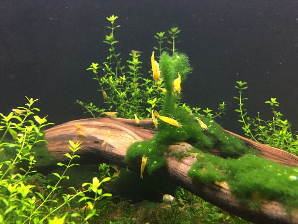 Yellow Freshwater Neocaridina Shrimp