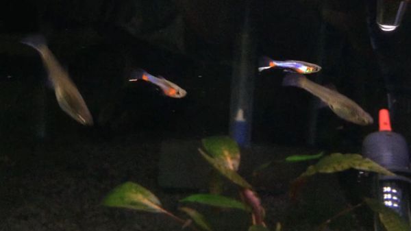 Pair of Starburst (Bluestar) Endlers