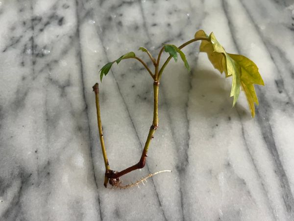 Cissus Rhombifolia Grape Ivy Rooted Cuttings