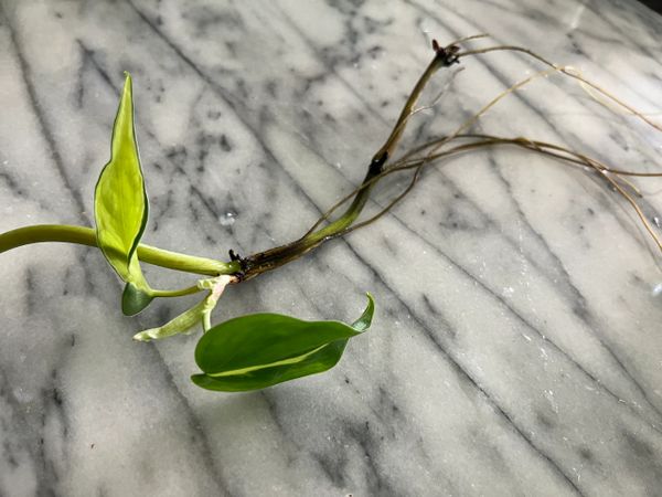 Brasil Philodendron Rooted Cuttings