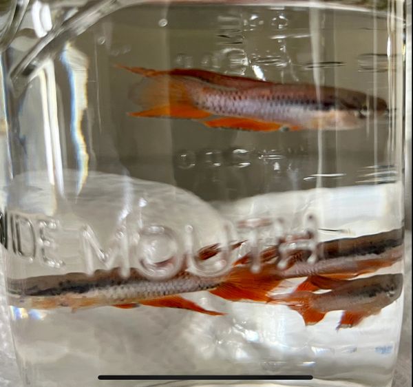 Pair of Aphyosemion Bivittatum Lagos Red Killifish Super Rare