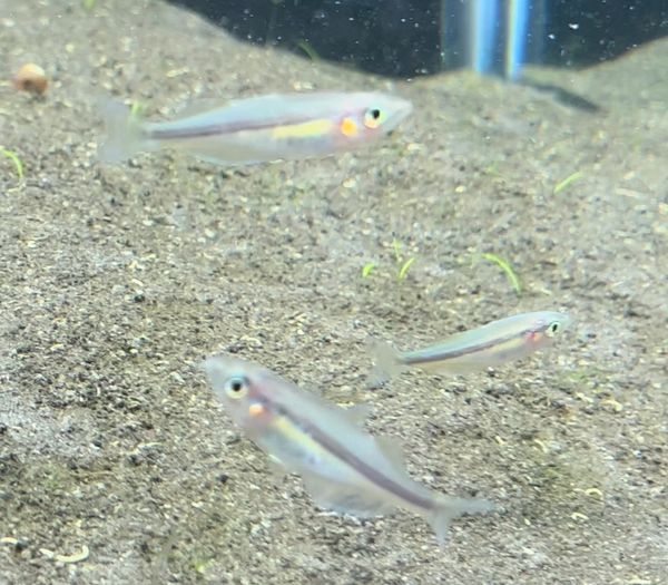 Melanotaenia Goldiei Kiura Rainbowfish