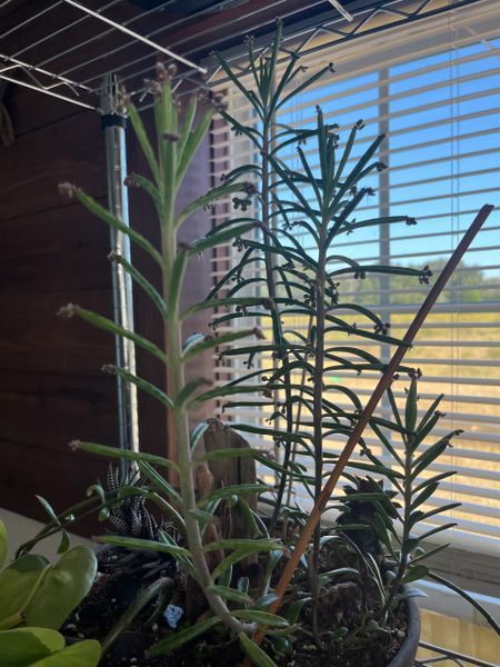 Chandelier Plant / Mother of Thousands Succulent