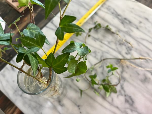 English Ivy Rooted Cuttings