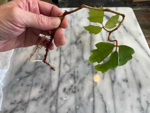 Cissus Rhombifolia Grape Ivy Rooted Cuttings