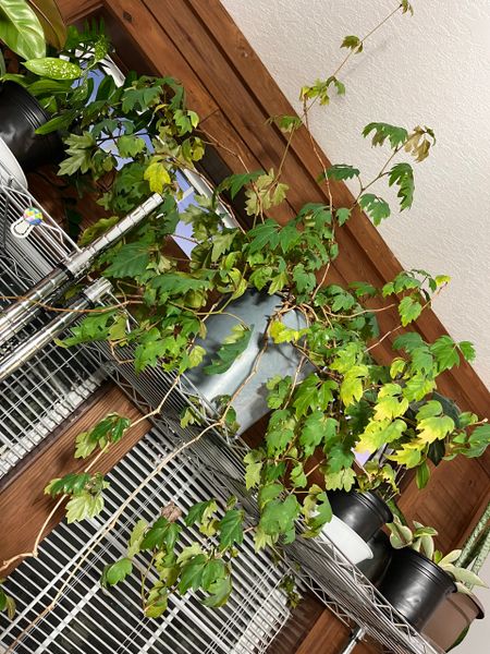 Cissus Rhombifolia Grape Ivy (Various Sizes)