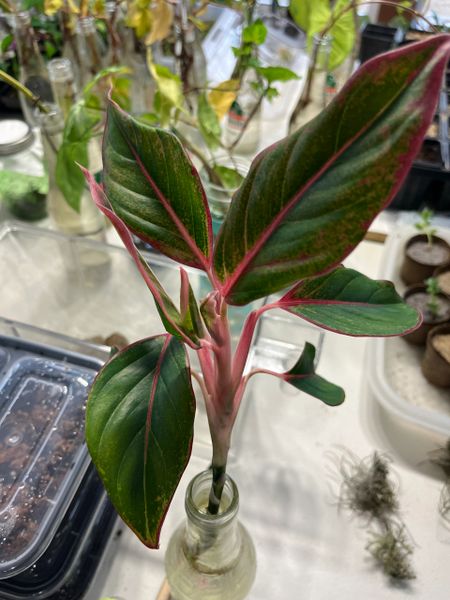 Red Chinese Evergreen Rooted Cuttings