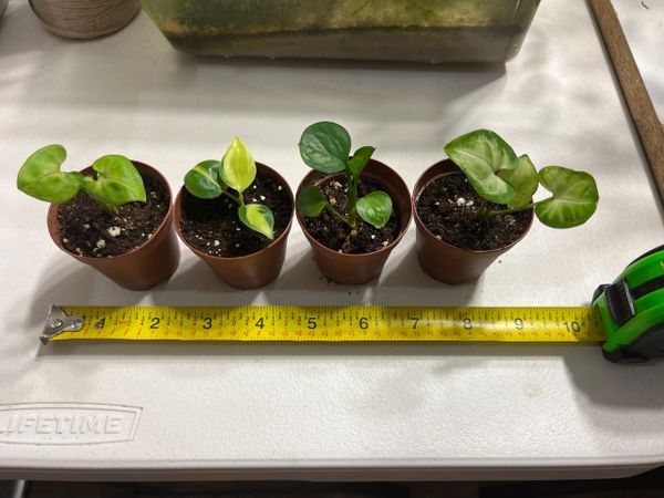 4 pack Tropical Mini Terrarium Plants
