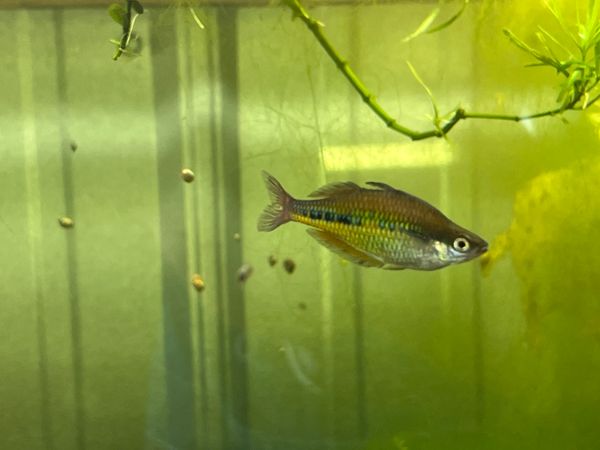 Glossolepis Maculosus Rainbowfish Super Rare!